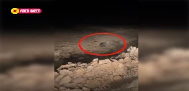 Herkes domuz sandı ama... Şanlıurfalı çiftçi tarlasına gitti, hayatının şokunu yaşadı