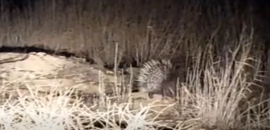 Hayrete düşeceksiniz! Şanlıurfa'da görülen nadir tür için çarpıcı yorumlar