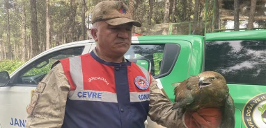 Şanlıurfa'da nesli tükenme tehlikesinde olan kuş ahırda bulundu