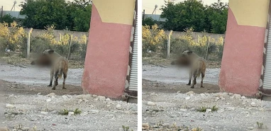 Şanlıurfa’da tüyler ürperten görüntü: Köpeğin ağzındakini gören şaştı kaldı