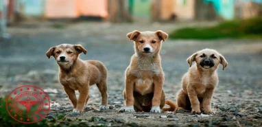 Bakanlık harekete geçti! Sağlık tesislerinde sahipsiz köpek kalmayacak