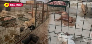 Şanlıurfa'da köpek barınağında skandal görüntüler