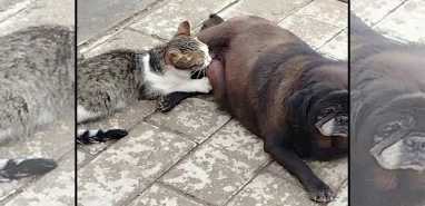 Kediyle köpeğin kavgasını bekleyenler gördüklerine inanamadı
