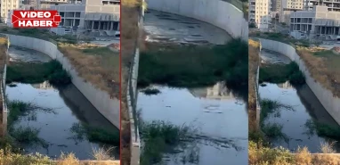 Şanlıurfa'da vatandaşları bıktıran manzara: Tepki toplamaya devam ediyor