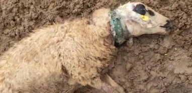 Şanlıurfa'da koyun sürüsüne kurt saldırdı: 18 hayvan telef oldu