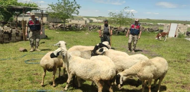 Şanlıurfa’da kayıp koyunları drone buldu!