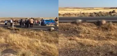 Şanlıurfa’da minibüs sürüye daldı! 25 koyun telef oldu