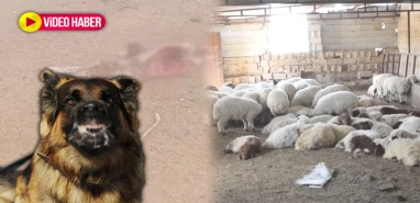 Şanlıurfa’da başıboş köpekler 30 koyunu telef etti! Asıl tehlike kuduz…