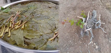 Kuraklık Şanlıurfa’yı Ege’ye mahkum etti