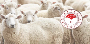 Şanlıurfa'da Kurban Bayramı öncesi kritik karar! Kurallar tek tek açıklandı