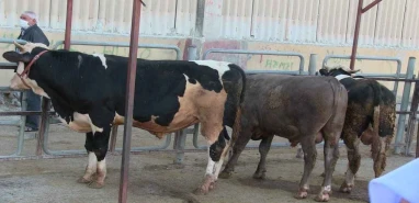 Kurban Bayramı öncesi flaş yasak! Bu hayvanlara kesim yasağı geldi