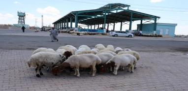Akçakale’de kurban kesim ve satış yerleri belli oldu!