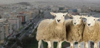 Şanlıurfa'da kurbana terazi de bindi!