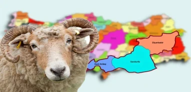 Şanlıurfa, Gaziantep ve Diyarbakır'da kurban fiyatları belli oldu