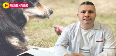 Şanlıurfa’da kurban etinin o kısmını sakın köpeklere vermeyin: Ölüm yayıyor!
