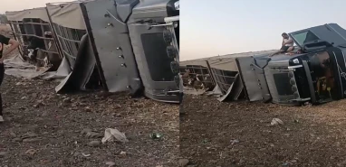 Şanlıurfa'da büyükbaş hayvan yüklü tır devrildi!