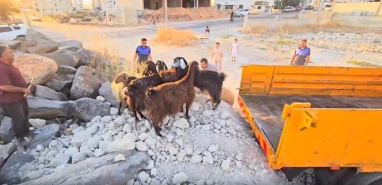Şanlıurfa'da zabıtadan bu kez 'kaçan koyun' operasyonu! İlçe ilçe gezmişler...