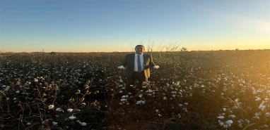 Maliyetler fiyatı geçti, TMO sustu, ithalat vurdu! “Urfa çiftçisi nefessiz kaldı”