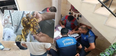 Şanlıurfa'da mide bulandıran manzara!