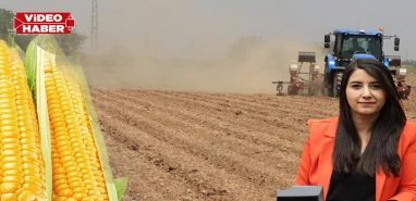 Şanlıurfa’da çiftçinin ‘ikinci ürün’ çıkmazı!  “Yasaklar derhal kaldırılmalı"
