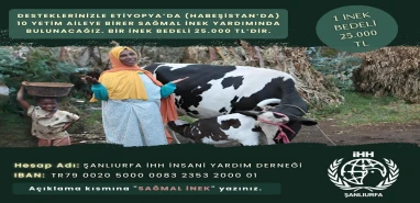Şanlıurfa İHH’dan Etiyopyalı/Habeşistanlı yetim ailelere inek desteği