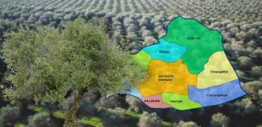 Şanlıurfa için kurtuluş… Ölümsüz ağaç