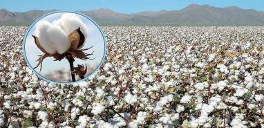 Çiftçinin gözü kulağı açıklanacak rakamda!  “35 liranın altı çiftçiye zulümdür”