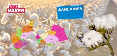 Harran Ovası Çukurova'nın pamuk tahtını kaptı!   İşte Beyaz Altın'ın yeni başkenti
