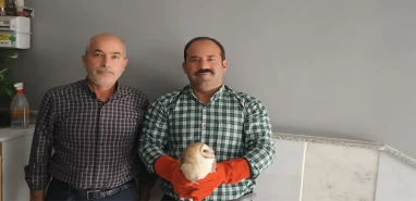 Şanlıurfa’da nesli tükenmekte olan peçeli baykuş doğaya bırakıldı