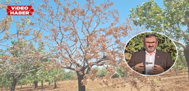 Şanlıurfa’da fıstık üreticileri dikkat! Bu tarihten önce budama yapmayın