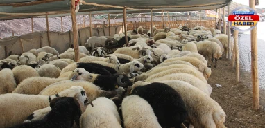 Şanlıurfa’da Kurban Bayramı öncesi büyük tehlikeye dikkat! Sahte para…