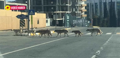 Şanlıurfa'da köpeklere az daha  sabır!