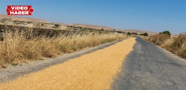 Şanlıurfa’da çiftçinin emeği yola döküldü! Yolda adeta sarı şerit çizildi