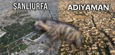 Türkiye’de sadece Şanlıurfa ve Adıyaman’da görüldü! Özel koruma kararı alındı