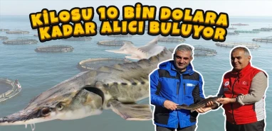 Şanlıurfa altın yumurtlayan balıkla dünyaya havyar ihraç edecek!