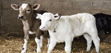 Şanlıurfa’da pes dedirten hırsızlık! Sahur vaktinde ahıra girip buzağı çaldılar