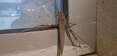 İnşallah Şanlıurfa'ya gelmez!