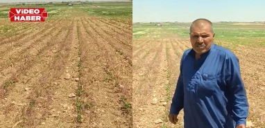 Şanlıurfa’da çiftçinin feryadı: Seçim günü sakın gelip oy istemeyin