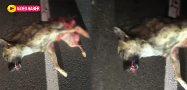 Nesli tehlike altında! Şanlıurfa’da otomobilin çarpması sonucu telef oldu