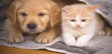 Şanlıurfa dahil 81 ilde kritik tarih: Evcil hayvanı olanlar dikkat!