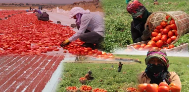 Şanlıurfa domatesi dünyaya açılıyor