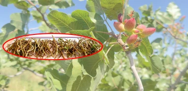 Şanlıurfa’da bu kez fıstığı değil, dalını çaldılar! Suçüstü yakalandılar