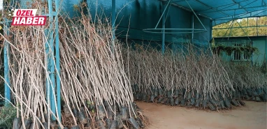 Şanlıurfa’nın ‘yeşil altını’ için mesai başladı! Binlerce ailenin geçim kaynağı…