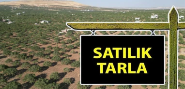 Şanlıurfa’da 182 dönümlük dev fıstık tarlası icradan satılıyor!