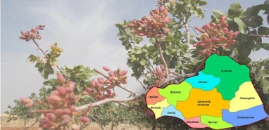 TÜİK korkutan rakamı açıkladı: Şanlıurfa fıstıkta rekolte kaybıyla sarsılacak