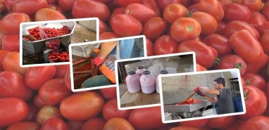 Şanlıurfa halinde bu durum ilk kez yaşanıyor! Domatesin kaderi güneşte kurudu