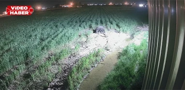Şanlıurfa'da gece yarısı köye domuz indi! Saniye saniye kaydedildi