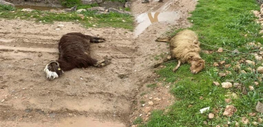 Şanlıurfa’da kopan elektrik telleri faciaya neden oldu! 5 koyun telef oldu