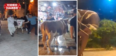 Şanlıurfa’da tarihi mekanda kurbanlık firar! Ortalığı birbirine kattı