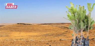 Şanlıurfa neden yeşermiyor? Dile kolay 2 milyon fidan...